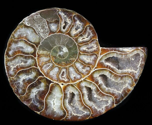 Agatized Ammonite Fossil (Half) #38778